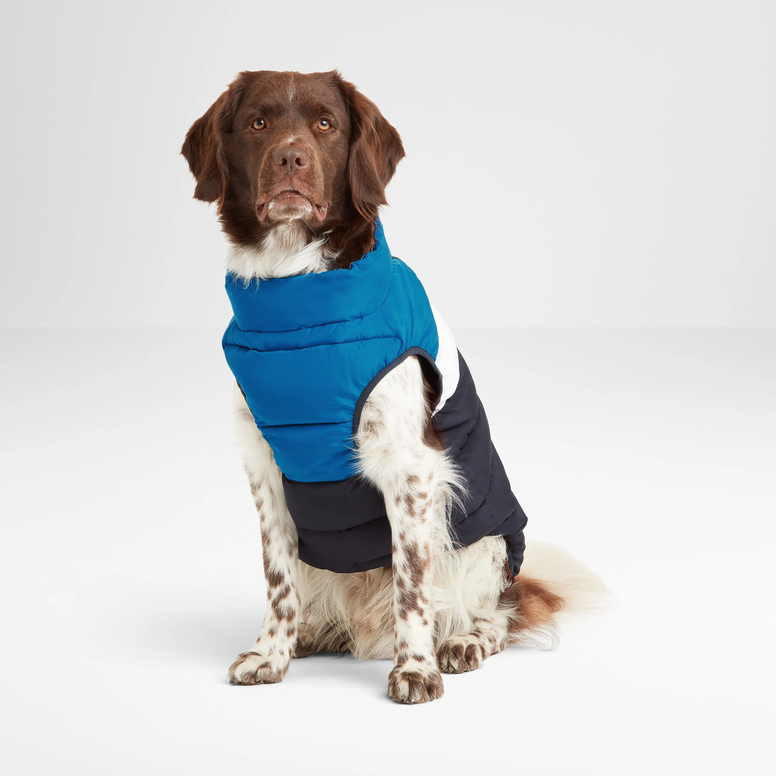 Fetch Padded Dog Coat XL - Peacock Blue/Dark Indigo/Optic White